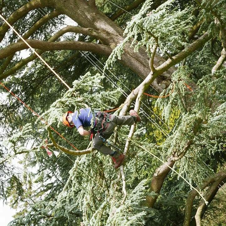 Climber in harness, working among the branches of a cedar