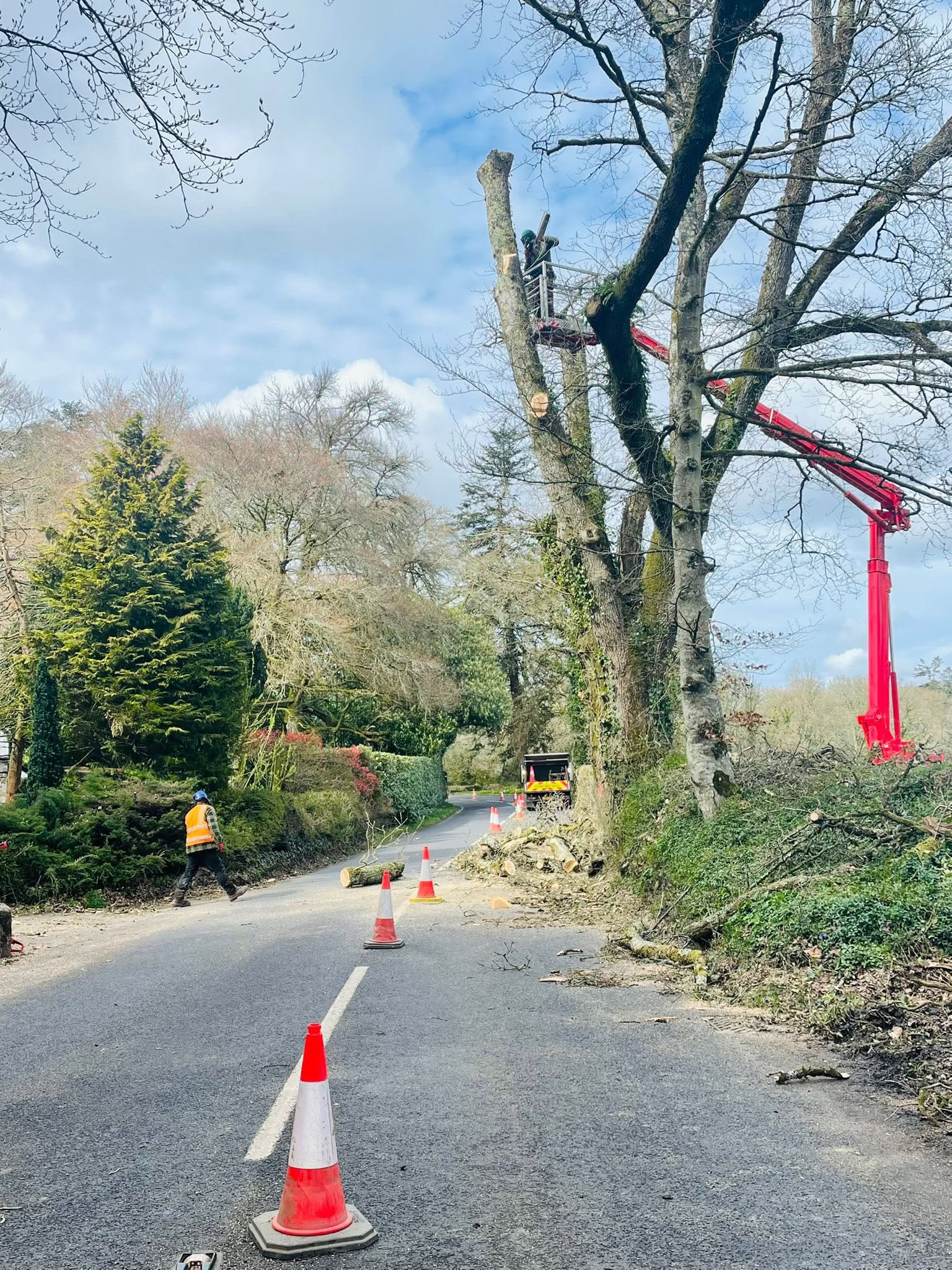 Roadside tree job behind a line of traffic cones