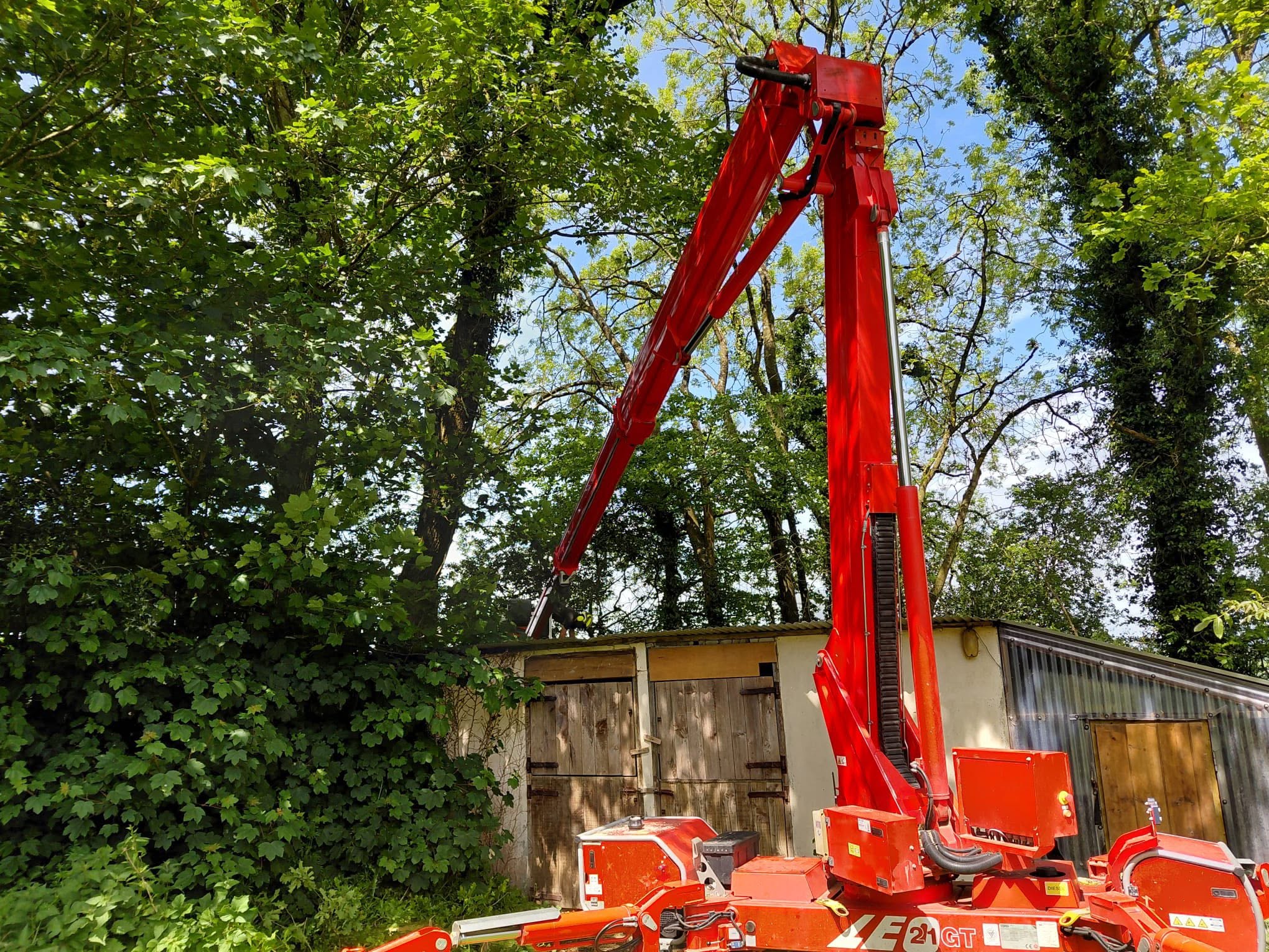 Big Red fully raised among tall trees beside a timber shed