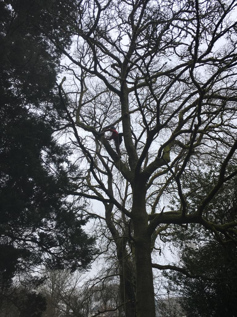Climber high in the branches of a bare broadleaf tree