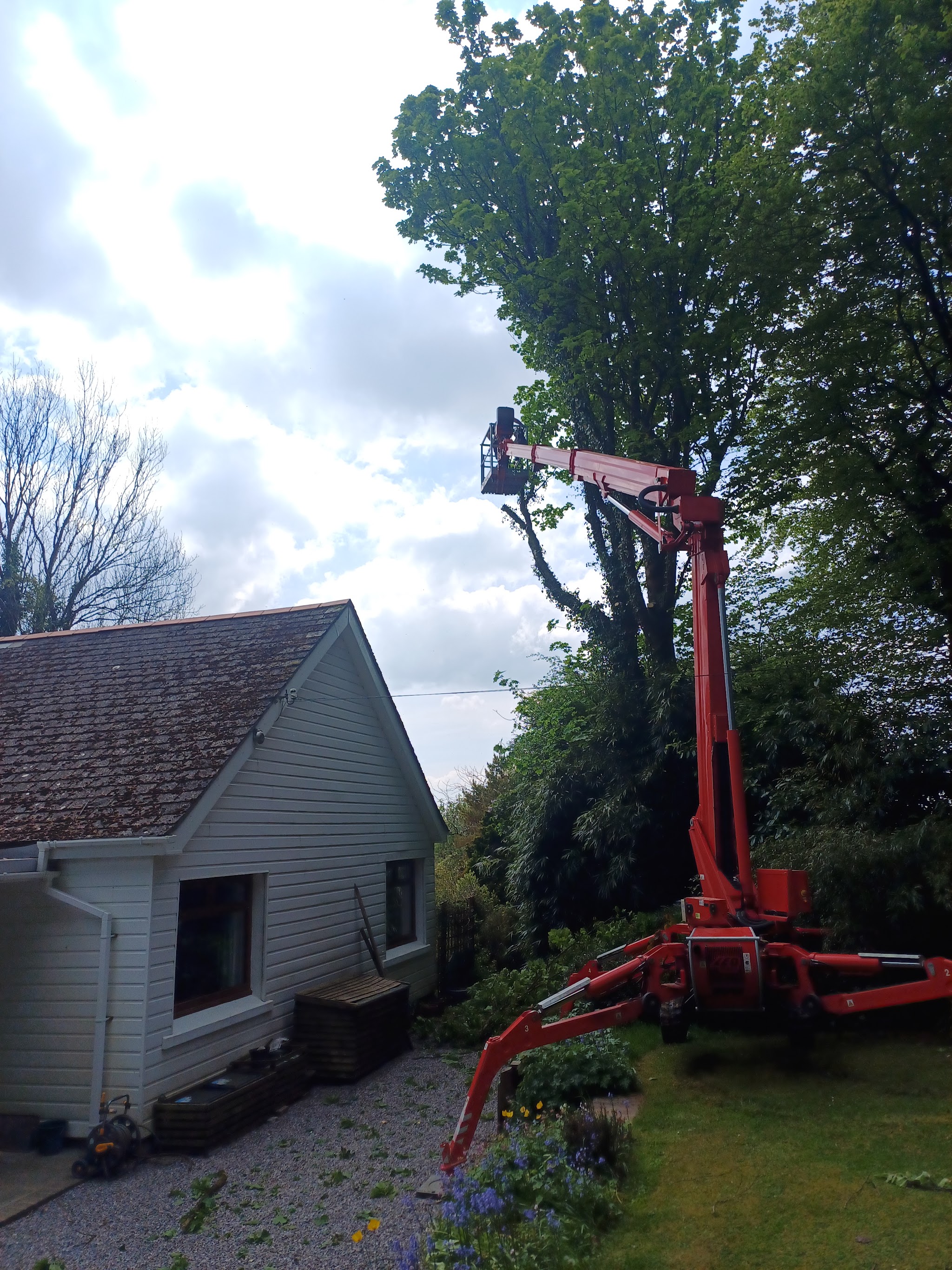 Big Red working on a tree beside a white bungalow
