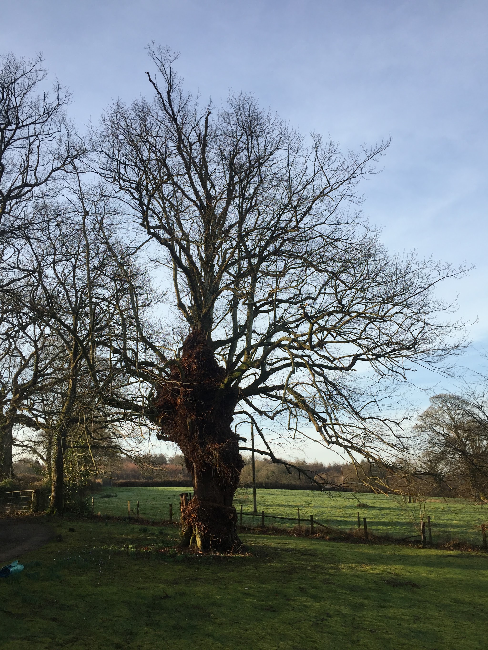 A huge old pollarded oak standing in a Devon field