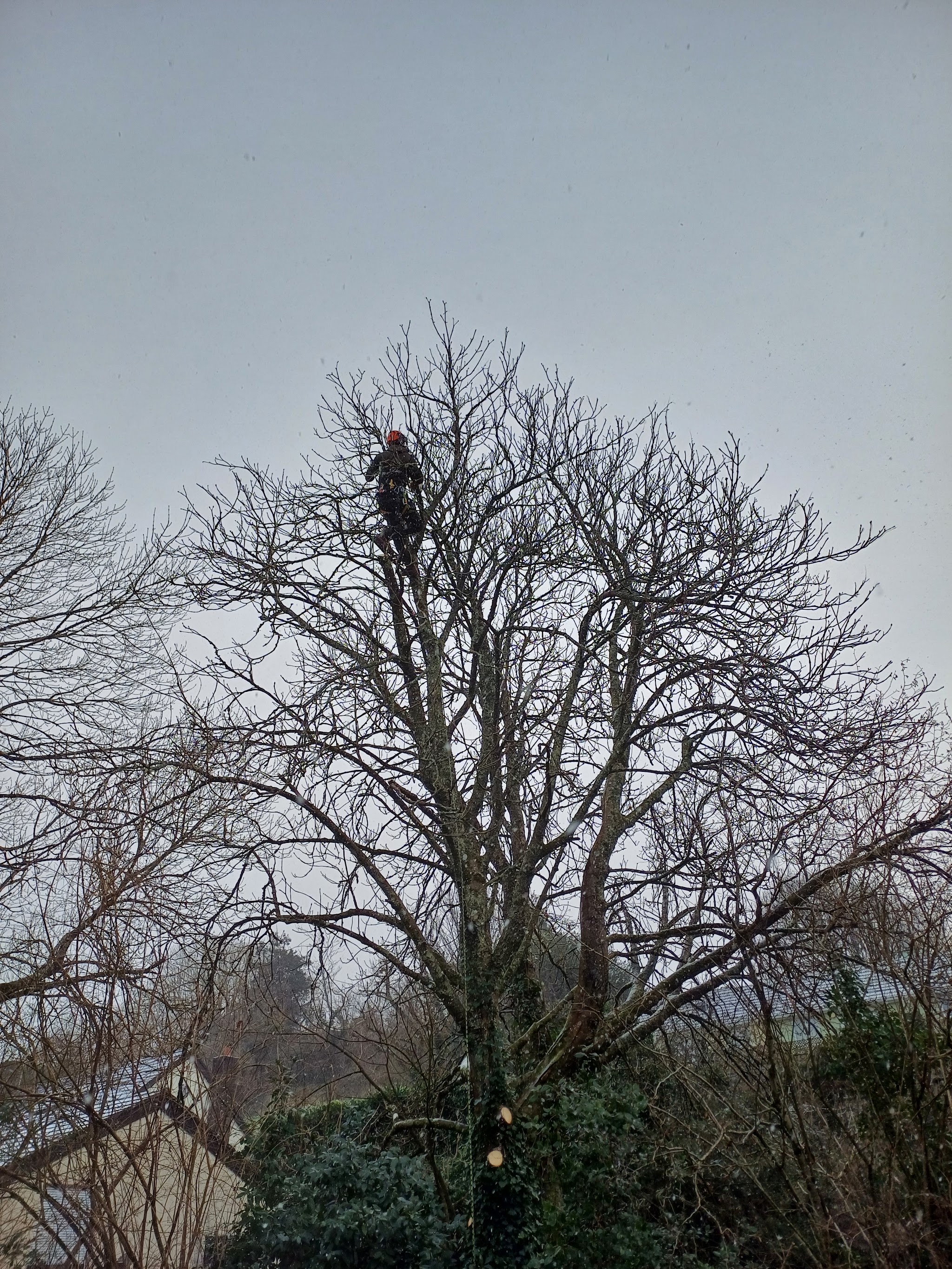 Climber at the very top of a bare tree