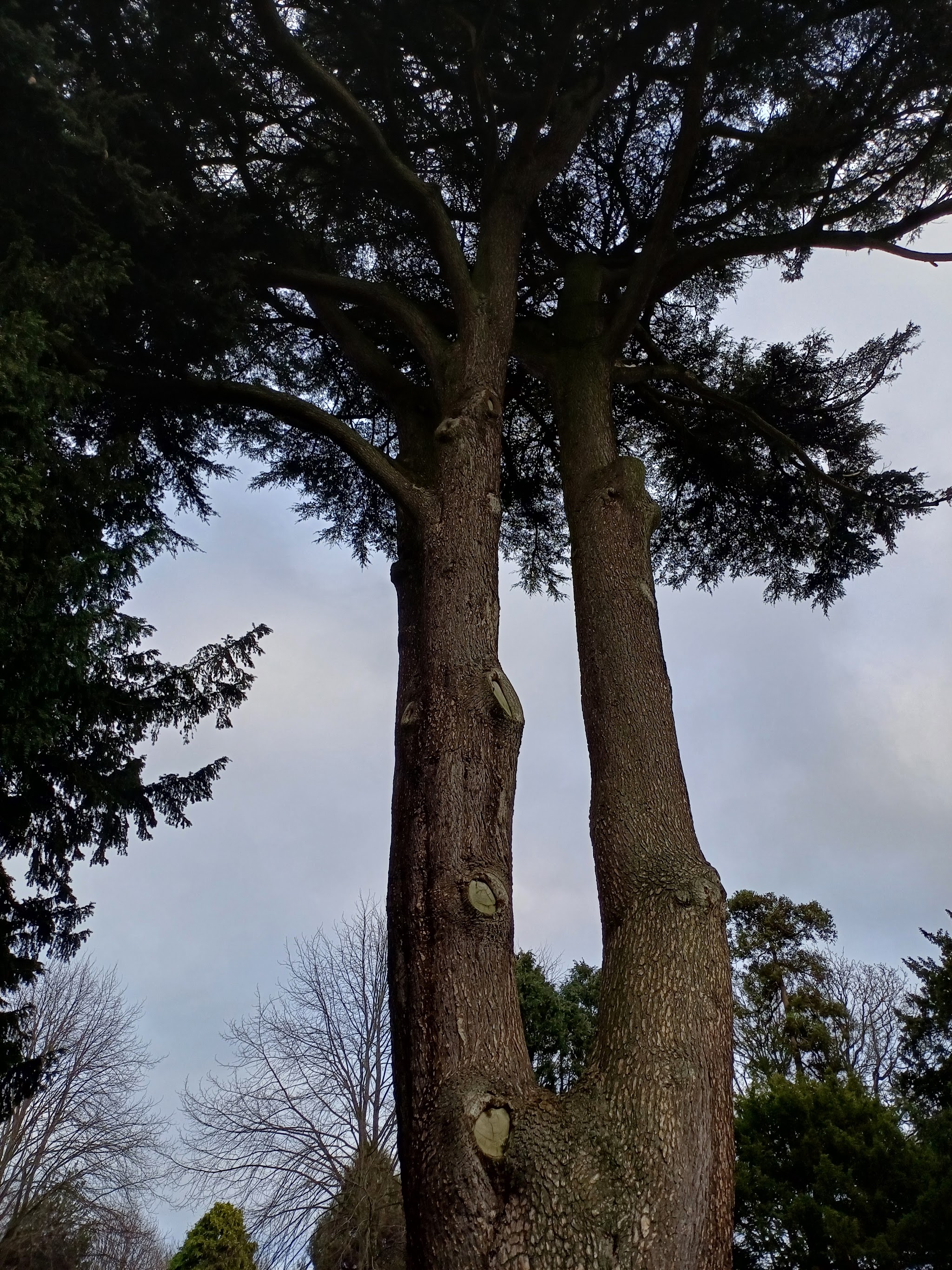Two tall conifer trunks after pruning, seen from below