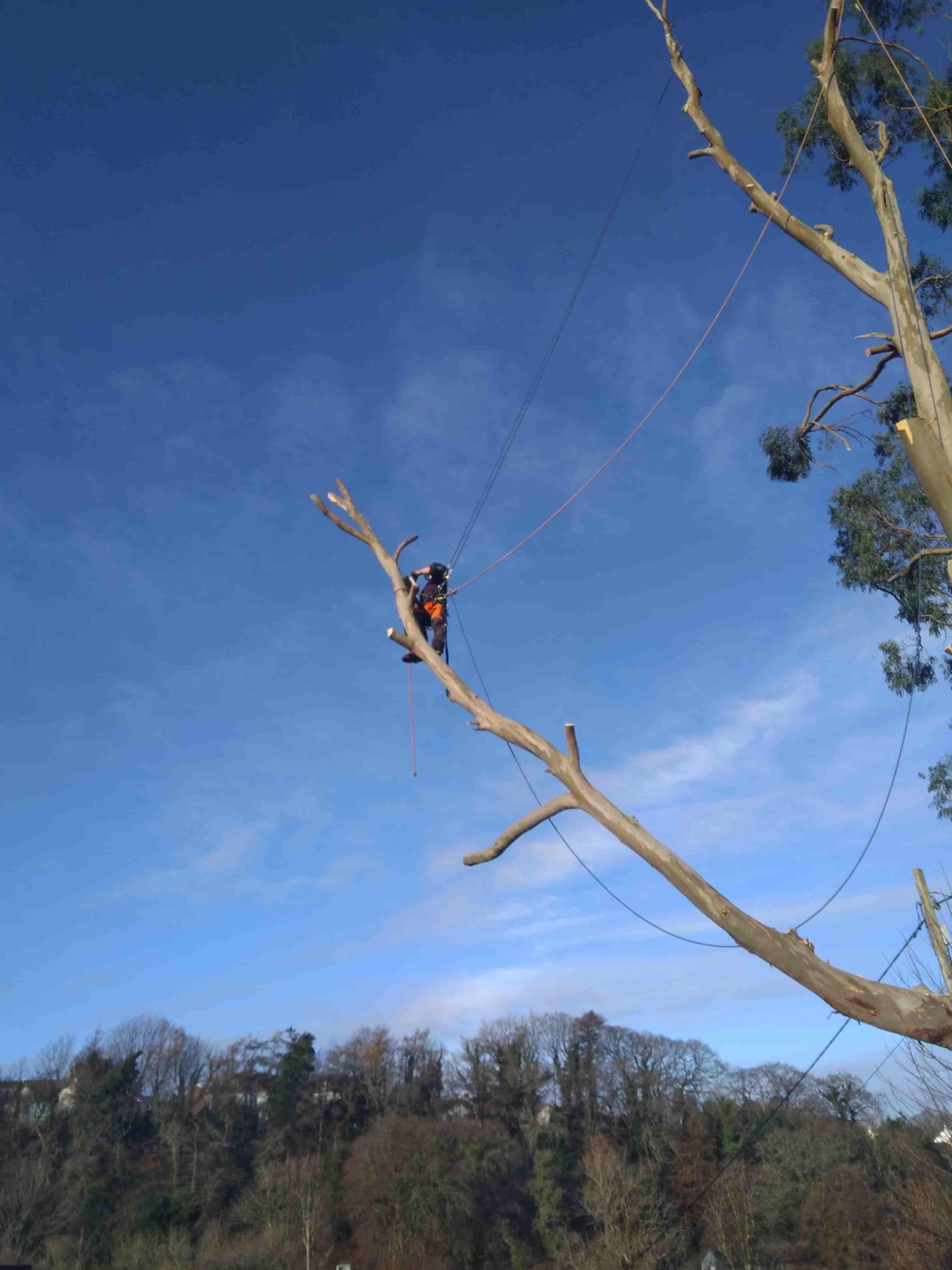 Climber out on a long bare limb high above the woods