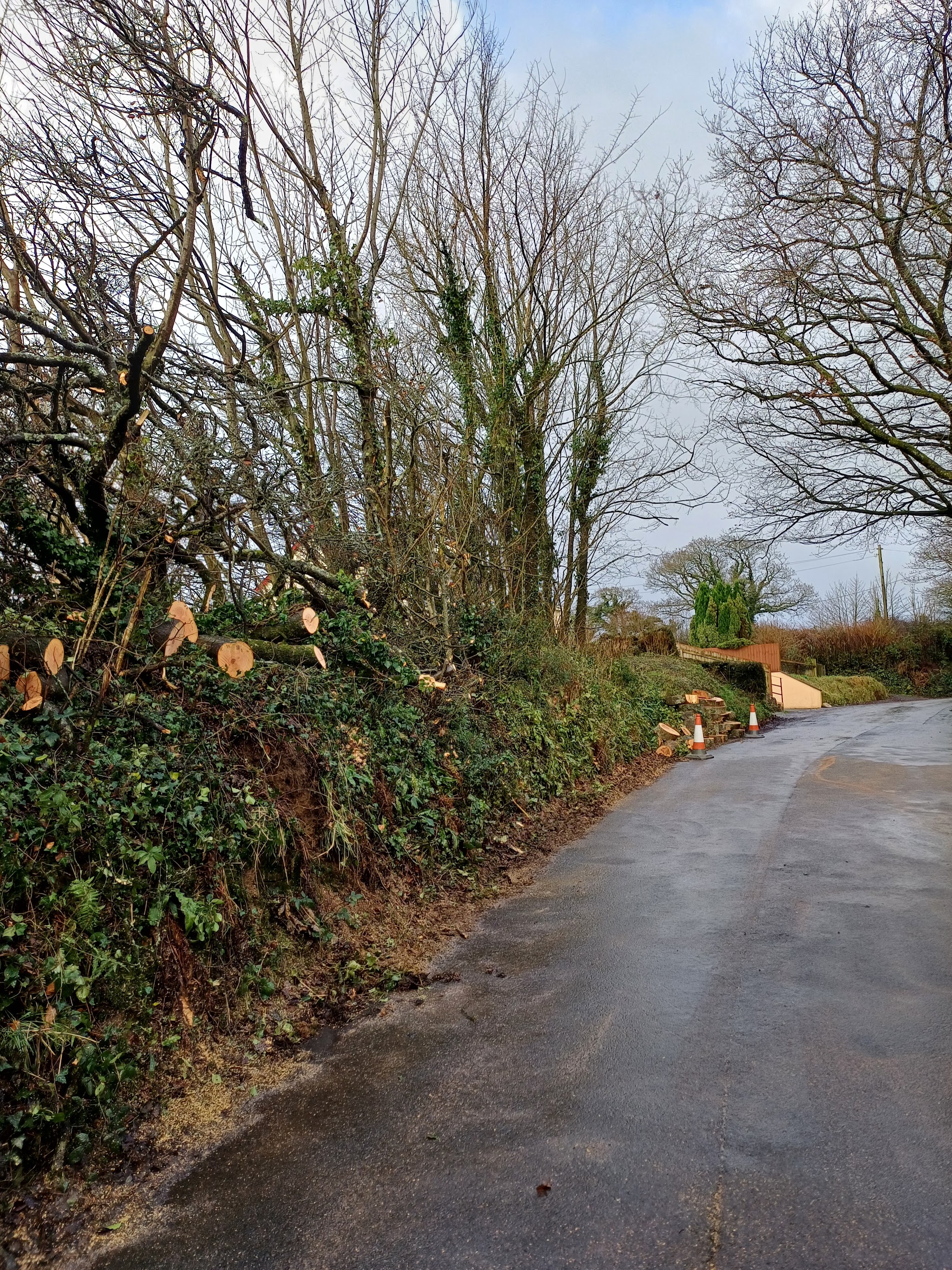 A lane-side bank after felling, with cut rounds stacked by the road