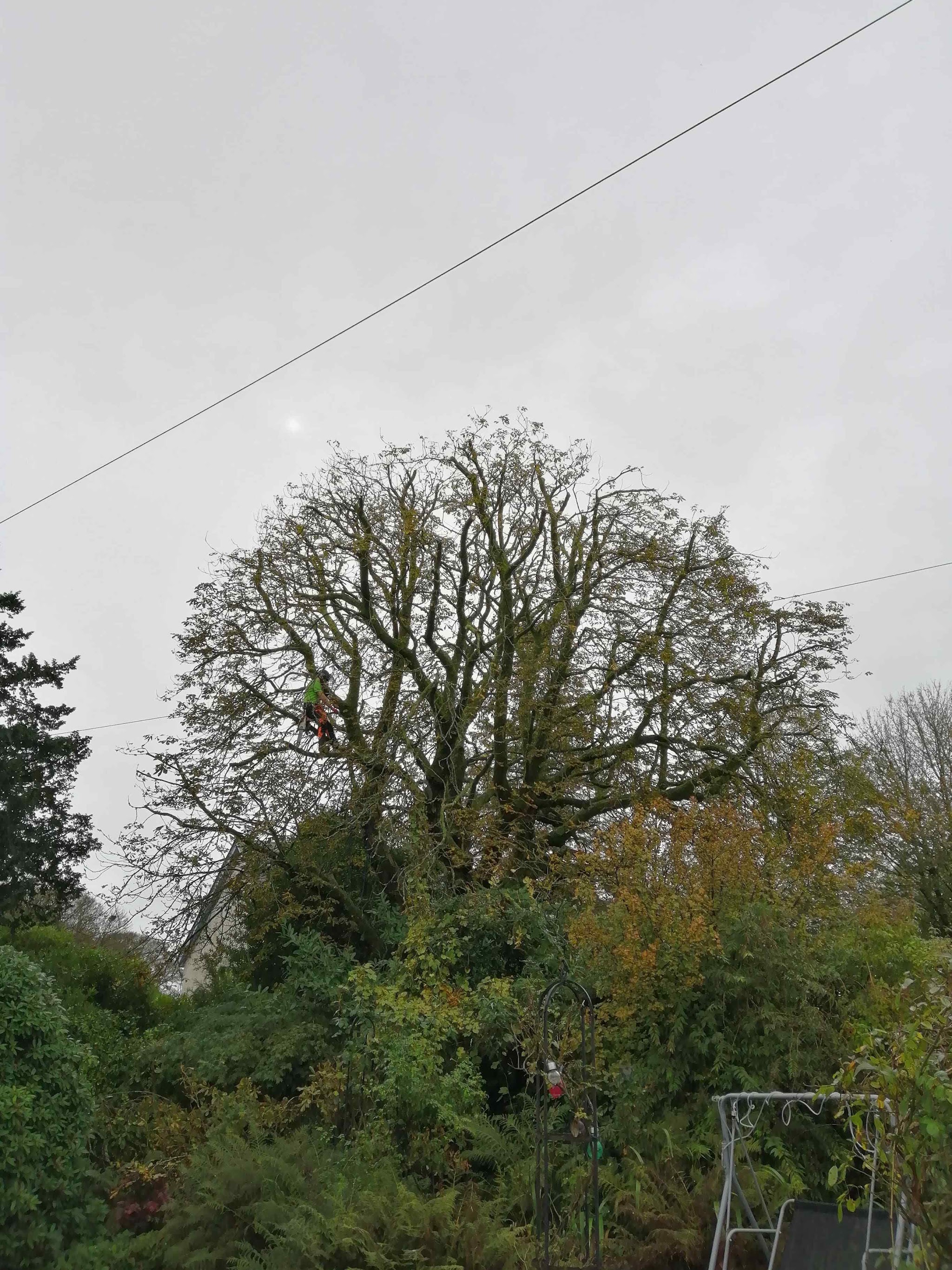 A large broadleaf crown above a garden