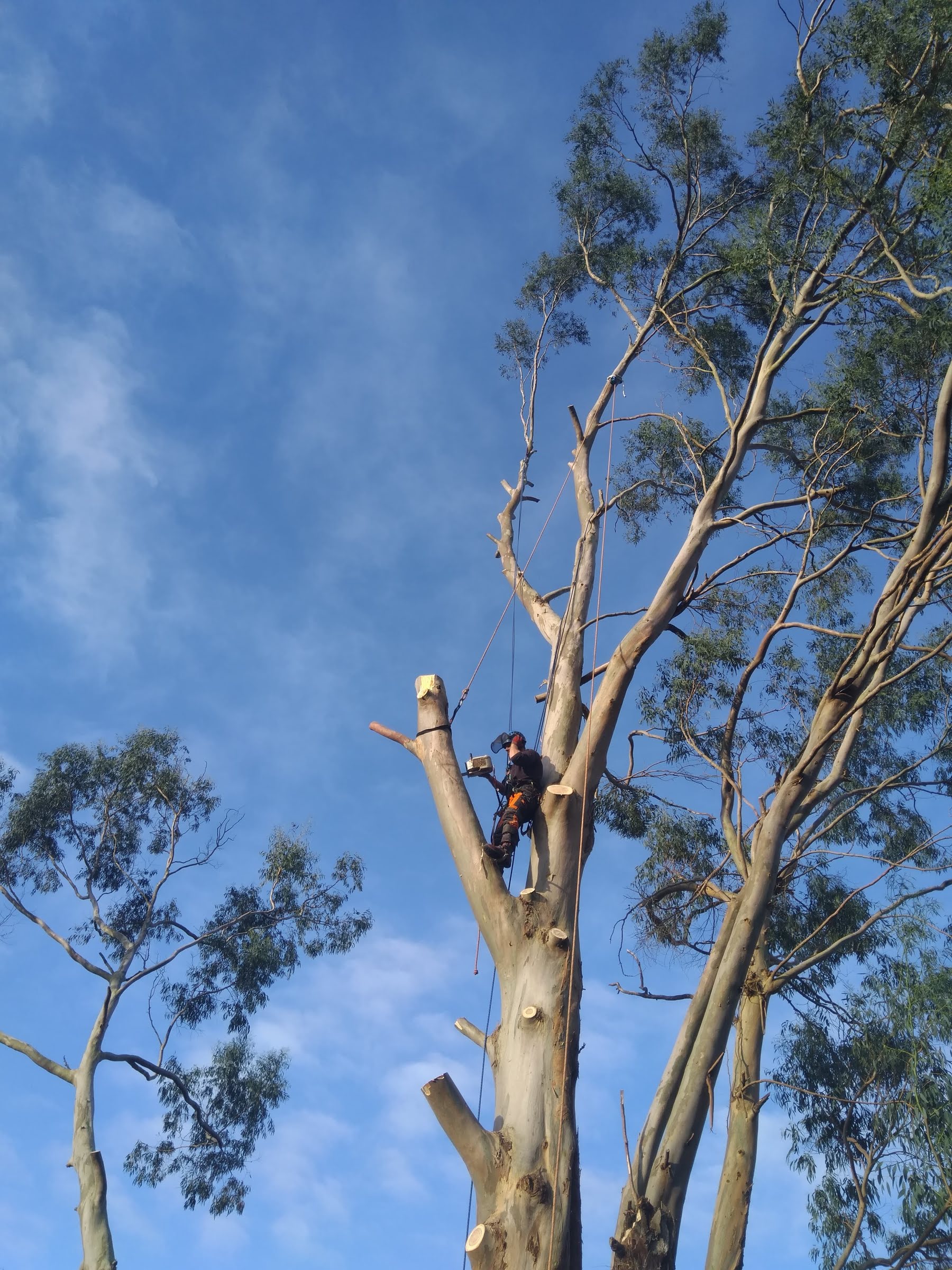 Climber taking down a eucalyptus against a blue sky